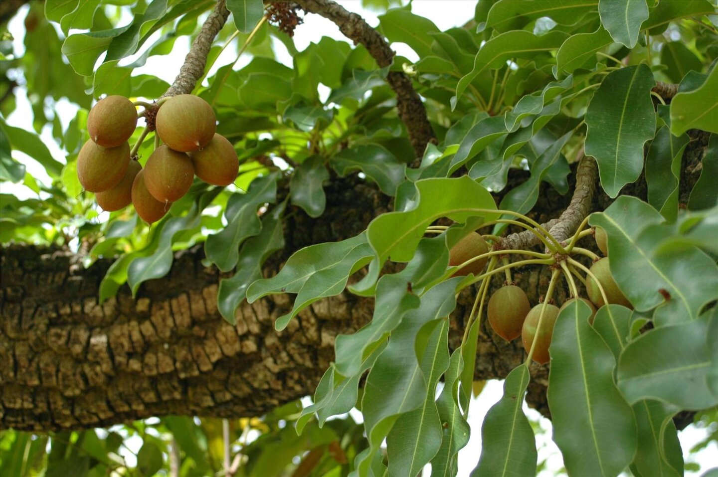 Sheabutter - Pflanzenfett aus den Früchten des Sheanussbaums