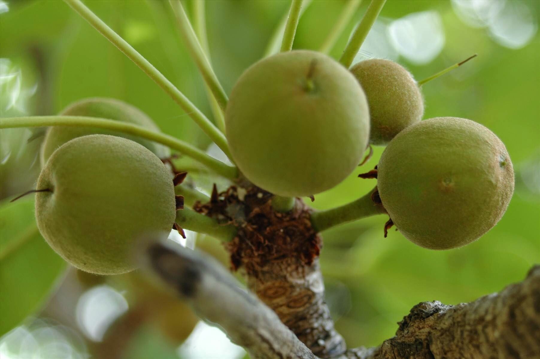 Sheabutter Kompenidum